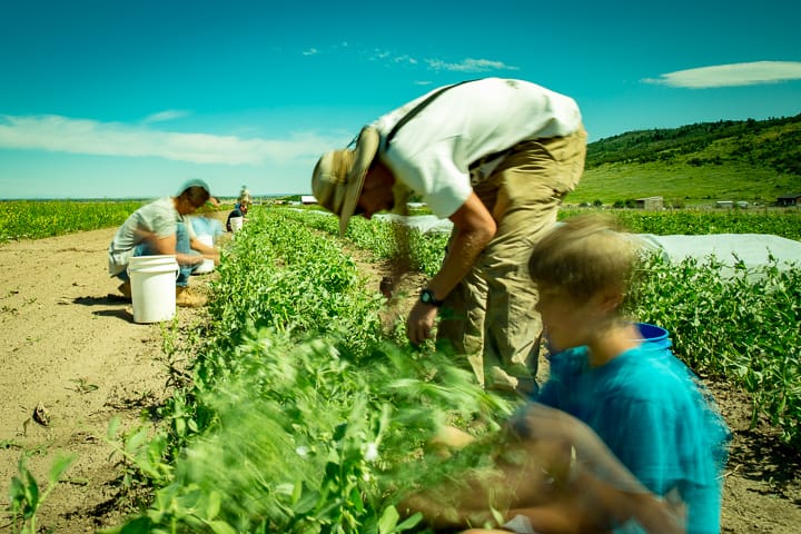 Workshares on hands and knees picking peas as they work their way down the row