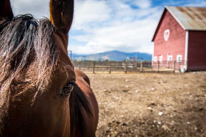 A curious horse looking right at camera from his corral at Lockhart Ranch