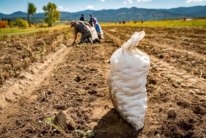 A single bag of potatoes sit in the field as workshares collect and bag the remaining potatoes