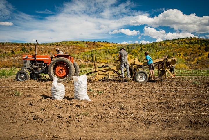 Cosmic Apple Farms using tractor to dig potatoes