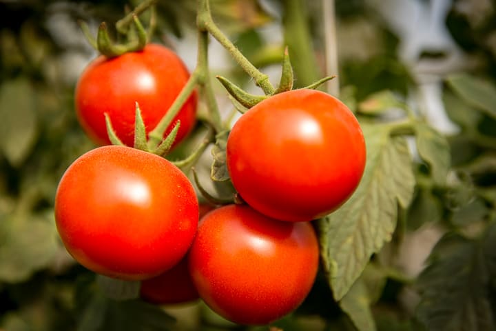 Ripe tomatoes growing on vine at Cosmic Apple Gardens
