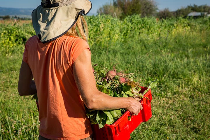 Full Circle Farm workshare carries a bin full of beets