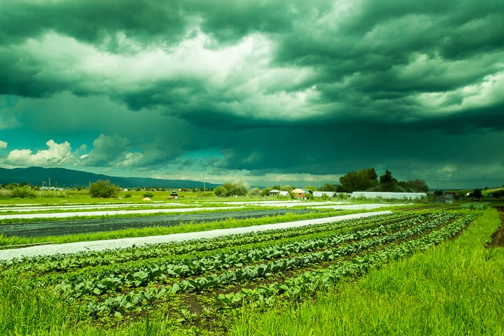 Looking across the garden bed rows of Teton Full Circle Farm and a dark and cloudy early season storm passing through the valley.