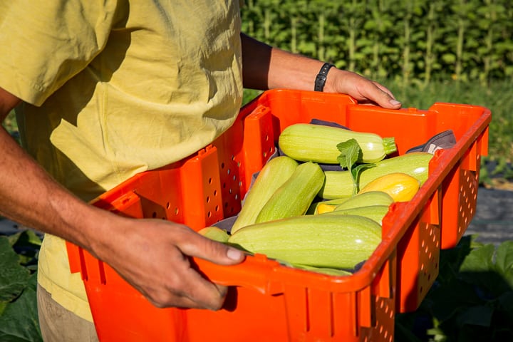 Carrying a bin of beautiful summer squash from Full Circle Farms
