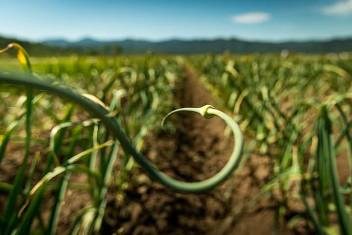 a single long stalk of a garlic scape curls away toward the sun and rows of garlic in the background
