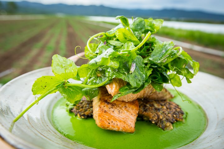 Two Grilled Lemon Salmon fillets are stacked on top of Wilted Spicy Greens and Crispy Wild Rice Pancakes. A vibrant green Garden Puree surrounds the outside in the serving platter and the dish is topped with a pea tendril salad.