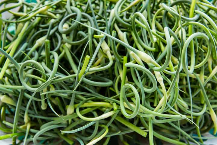 Pile of garlic scapes all curled around each other