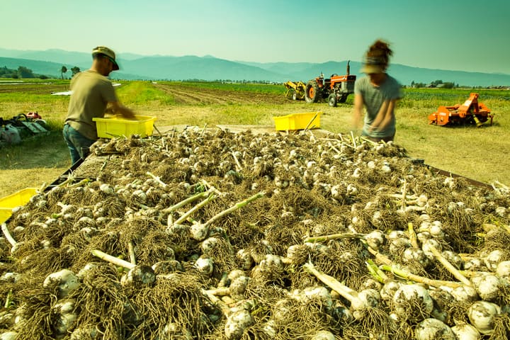 Sorting a harvested garlic laid out on flat bed trailer at Cosmic Apple Gardens