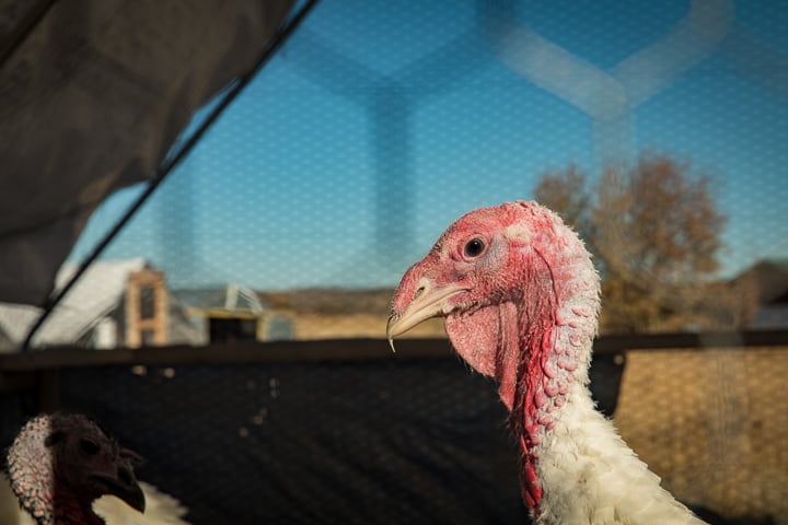 Profile view of a lone turkey's head looking at camera from inside pen.