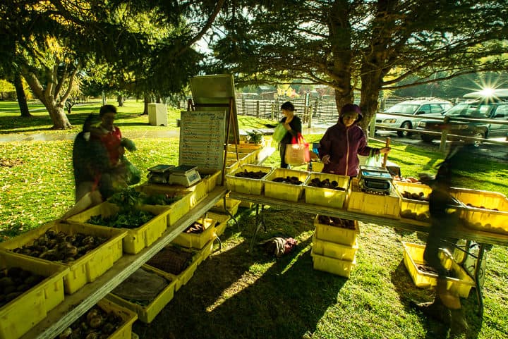 Cosmic Apple Gardens Community Supported Agriculture Pickup CSA Pick up with rows of yellow bins full of the summer bounty